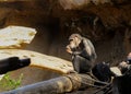 Chimpanzee thinking in Tenerife Zoo Royalty Free Stock Photo