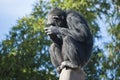 Chimpanzee thoughtful