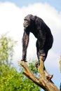 Chimpanzee on a tree Royalty Free Stock Photo