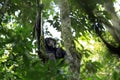 Chimpanzee in Tree Royalty Free Stock Photo