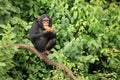 Chimpanzee - Uganda Royalty Free Stock Photo