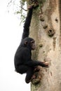 Chimpanzee - Uganda Royalty Free Stock Photo