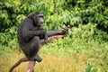 Chimpanzee - Uganda Royalty Free Stock Photo