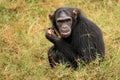 Chimpanzee - Uganda Royalty Free Stock Photo