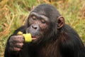 Chimpanzee - Uganda Royalty Free Stock Photo