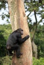 Chimpanzee - Uganda