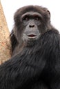 Chimpanzee - Uganda Royalty Free Stock Photo