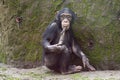 Chimpanzee using tool