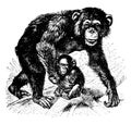 Chimpanzee, vintage illustration