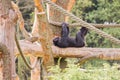 A chimpanzee on a wooden scaffold Royalty Free Stock Photo