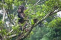 Chimpanzee Royalty Free Stock Photo