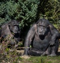 Chimpanzee - Zambia