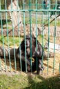 Chimpanzee in the zoo Royalty Free Stock Photo