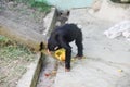 Chimpanzee at the zoo