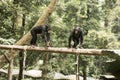 Chimpanzee in Zoo
