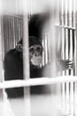 Chimpanzee in ZOO Royalty Free Stock Photo