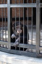 Chimpanzee in a zoo sits in a cage behind cage bars