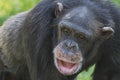 Chimpanzee