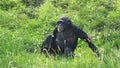Chimpanzees in Belfast zoo