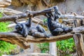 Chimpanzees, chim monkeys in Loro Parque, Tenerife, Canary Islan