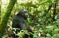 Chimpanzees in Uganda tropical forest Royalty Free Stock Photo