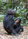 Chimpanzees in Gombe stream national park