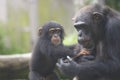 Chimpanzees Royalty Free Stock Photo