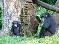 Chimpanzees Royalty Free Stock Photo