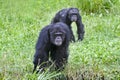 Chimpanzees playing follow the leader