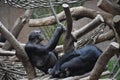 Chimpanzees Sitting in the Sun at the Zoo