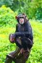 A Chimpanzee is sitting on the trunk in the zoo