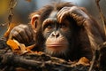 Chimpanzees sorrowful countenance hints at its underlying feelings of sadness and dejection