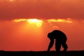 Chimpanzees at sunset