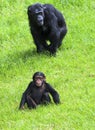 Chimpanzees at Tarronga zoo Royalty Free Stock Photo