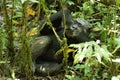 Chimpanzees in Uganda tropical forest Royalty Free Stock Photo