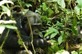 Chimpanzees in Uganda tropical forest Royalty Free Stock Photo