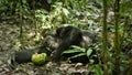 Chimpanzees in Uganda tropical forest Royalty Free Stock Photo