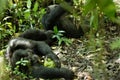 Chimpanzees in Uganda tropical forest Royalty Free Stock Photo