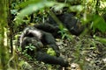 Chimpanzees in Uganda tropical forest Royalty Free Stock Photo