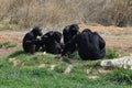 Chimpanzees wild animals
