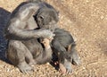 Chimpazee mother and baby