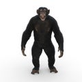 Chimpazee standing upright and looking straight ahead grinning with mouth open Royalty Free Stock Photo