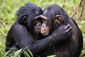 chimps grooming each other