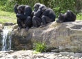 Chimps huddle by stream Royalty Free Stock Photo