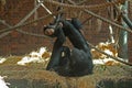 Chimps playing