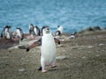 Chin Strap Penguin in South Shetland Islands Antarctica Royalty Free Stock Photo