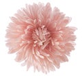 China aster Royalty Free Stock Photo