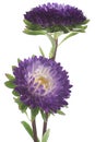 China aster Royalty Free Stock Photo