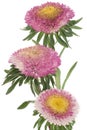 China aster Royalty Free Stock Photo