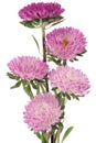 China aster Royalty Free Stock Photo